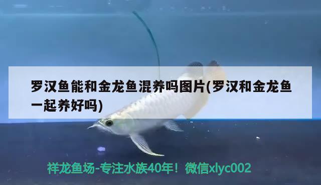 羅漢魚能和金龍魚混養(yǎng)嗎圖片(羅漢和金龍魚一起養(yǎng)好嗎) 羅漢魚