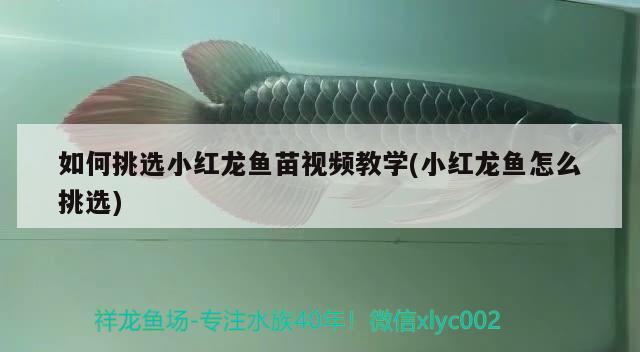 如何挑選小紅龍魚(yú)苗視頻教學(xué)(小紅龍魚(yú)怎么挑選)