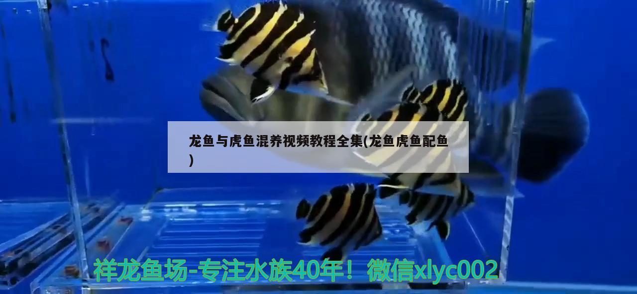 龍魚與虎魚混養(yǎng)視頻教程全集(龍魚虎魚配魚)