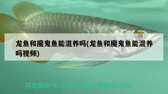 龍魚和魔鬼魚能混養(yǎng)嗎(龍魚和魔鬼魚能混養(yǎng)嗎視頻)