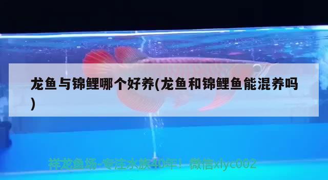 龍魚與錦鯉哪個(gè)好養(yǎng)(龍魚和錦鯉魚能混養(yǎng)嗎) 魚缸風(fēng)水