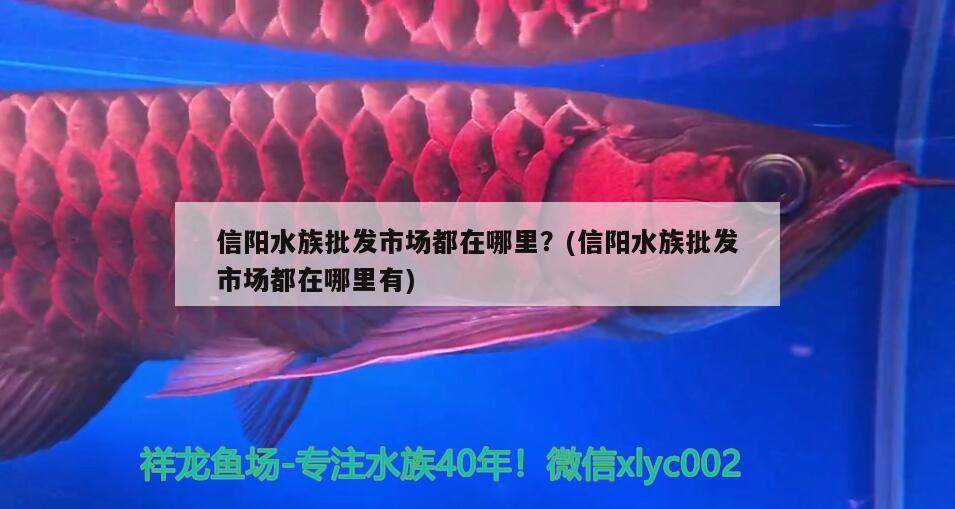 信陽(yáng)水族批發(fā)市場(chǎng)都在哪里？(信陽(yáng)水族批發(fā)市場(chǎng)都在哪里有) 觀賞魚水族批發(fā)市場(chǎng)