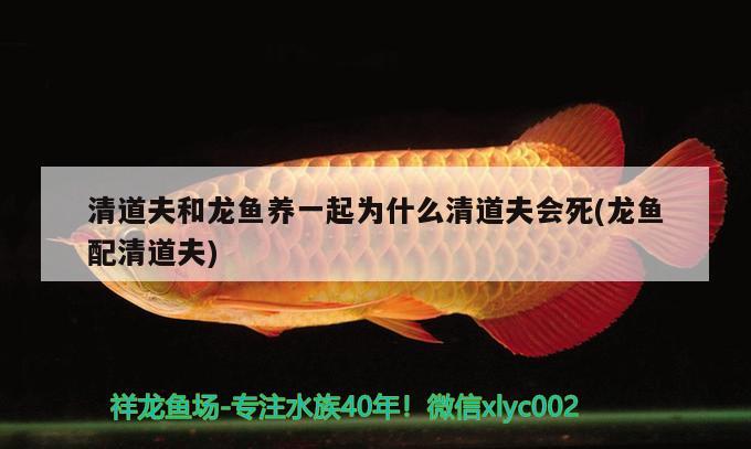 清道夫和龍魚養(yǎng)一起為什么清道夫會死(龍魚配清道夫) 麥肯斯銀版魚