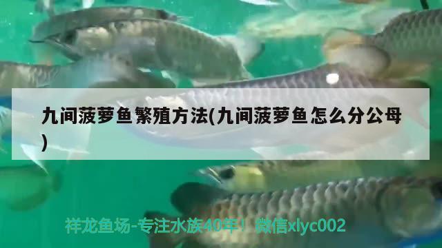 九間菠蘿魚繁殖方法(九間菠蘿魚怎么分公母)