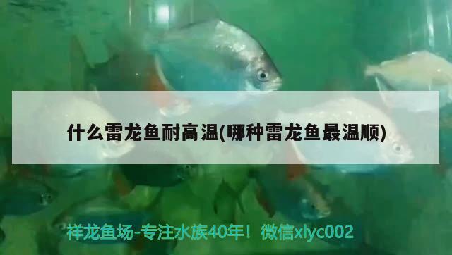 什么雷龍魚耐高溫(哪種雷龍魚最溫順)