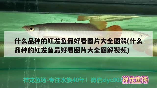 什么品種的紅龍魚最好看圖片大全圖解(什么品種的紅龍魚最好看圖片大全圖解視頻)