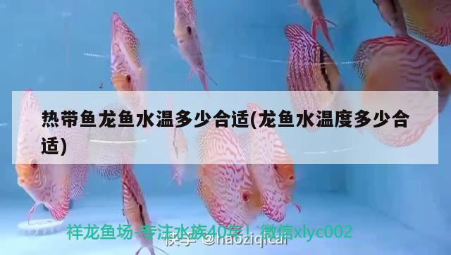 熱帶魚龍魚水溫多少合適(龍魚水溫度多少合適) 白子銀版魚苗