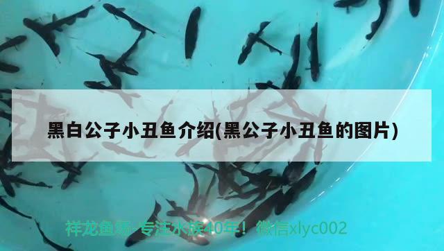 黑白公子小丑魚介紹(黑公子小丑魚的圖片)