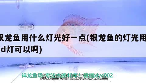 銀龍魚(yú)用什么燈光好一點(diǎn)(銀龍魚(yú)的燈光用led燈可以嗎) 銀龍魚(yú)百科