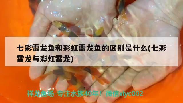 七彩雷龍魚和彩虹雷龍魚的區(qū)別是什么(七彩雷龍與彩虹雷龍) 彩鰈魚缸（彩蝶魚缸）