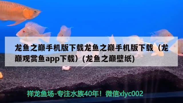 龍魚之巔手機版下載龍魚之巔手機版下載（龍巔觀賞魚app下載）(龍魚之巔壁紙)