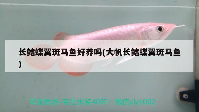 長鰭蝶翼斑馬魚好養(yǎng)嗎(大帆長鰭蝶翼斑馬魚) 觀賞魚