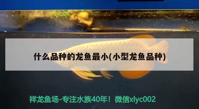 什么品種的龍魚(yú)最小(小型龍魚(yú)品種)