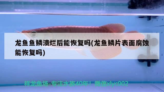 龍魚(yú)魚(yú)鱗潰爛后能恢復(fù)嗎(龍魚(yú)鱗片表面腐蝕能恢復(fù)嗎)