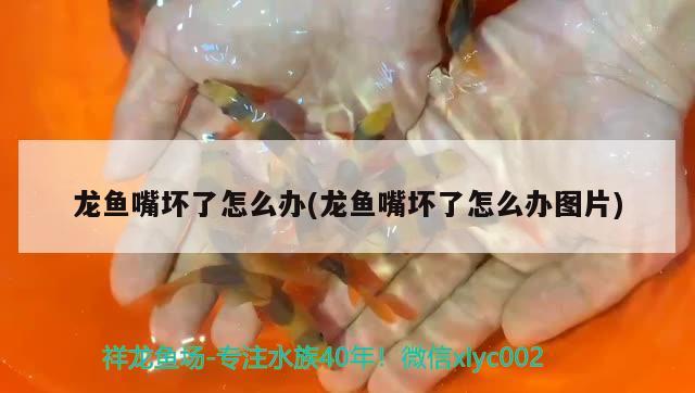 龍魚嘴壞了怎么辦(龍魚嘴壞了怎么辦圖片) 速倍妥魚糧魚藥