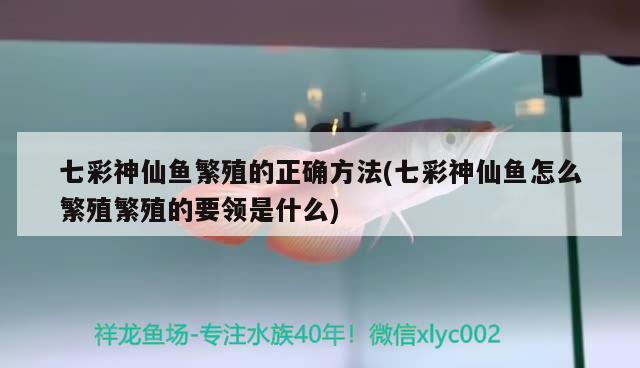 七彩神仙魚繁殖的正確方法(七彩神仙魚怎么繁殖繁殖的要領是什么) 七彩神仙魚