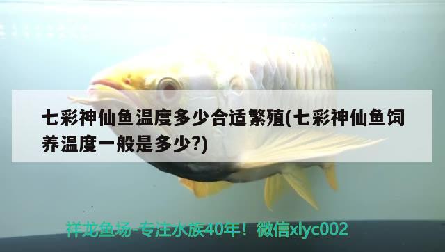 七彩神仙魚(yú)溫度多少合適繁殖(七彩神仙魚(yú)飼養(yǎng)溫度一般是多少?)