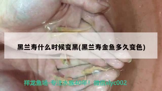 黑蘭壽什么時候變黑(黑蘭壽金魚多久變色) 觀賞魚