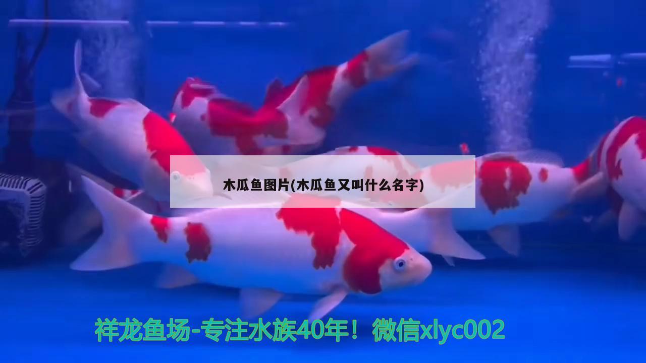 木瓜魚(yú)圖片(木瓜魚(yú)又叫什么名字)