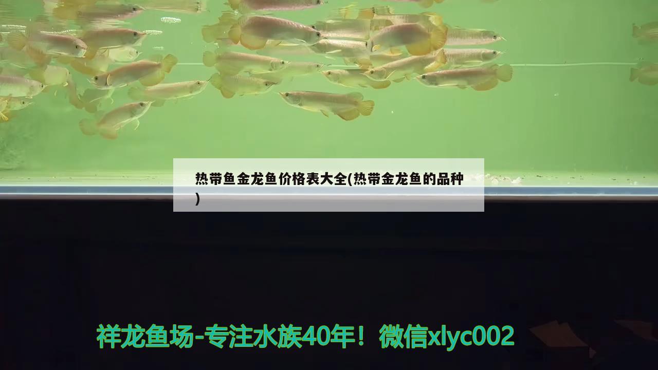 熱帶魚金龍魚價(jià)格表大全(熱帶金龍魚的品種)