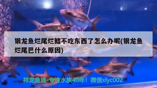 銀龍魚爛尾爛鰭不吃東西了怎么辦呢(銀龍魚爛尾巴什么原因) 銀龍魚百科