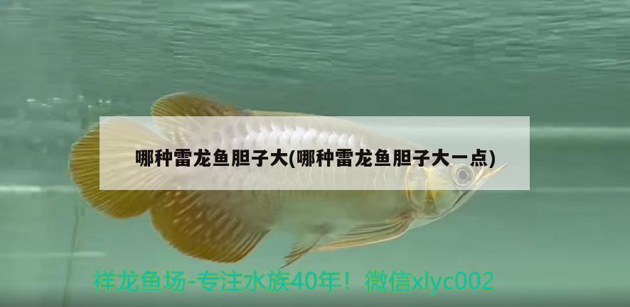 哪種雷龍魚膽子大(哪種雷龍魚膽子大一點) 野生埃及神仙魚