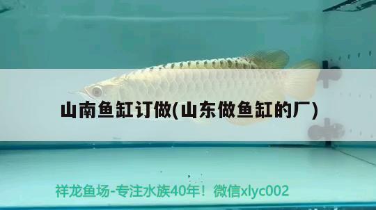 山南魚(yú)缸訂做(山東做魚(yú)缸的廠) 白子銀版魚(yú)苗