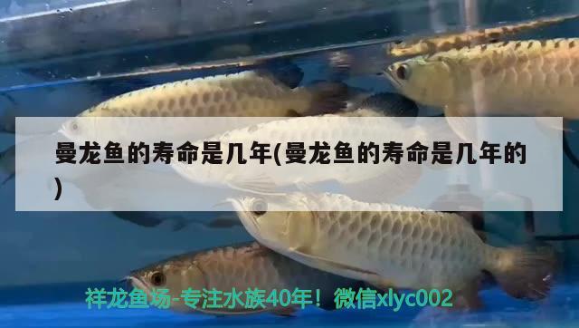 曼龍魚的壽命是幾年(曼龍魚的壽命是幾年的) 黃鰭鯧魚