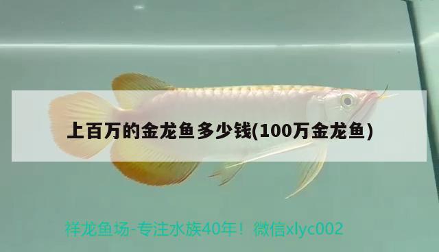 上百萬的金龍魚多少錢(100萬金龍魚)