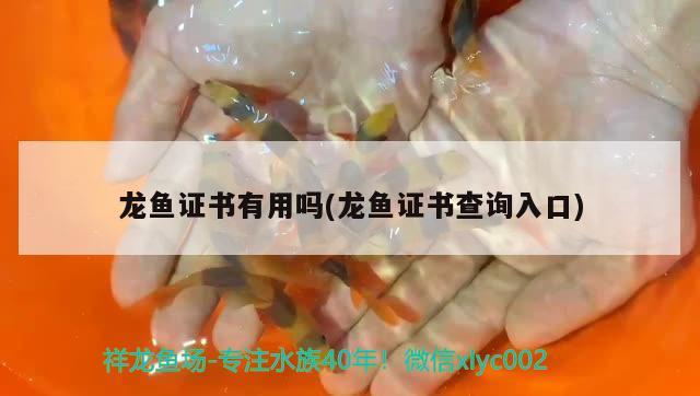 龍魚證書有用嗎(龍魚證書查詢?nèi)肟?