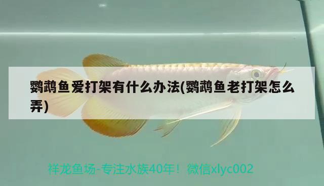 鸚鵡魚愛打架有什么辦法(鸚鵡魚老打架怎么弄)