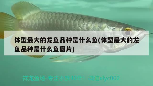 體型最大的龍魚品種是什么魚(體型最大的龍魚品種是什么魚圖片)