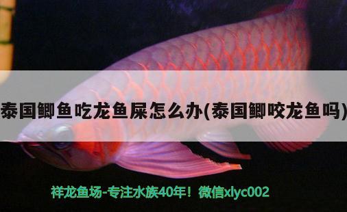 泰國鯽魚吃龍魚屎怎么辦(泰國鯽咬龍魚嗎)