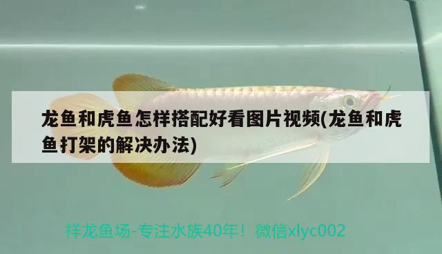 龍魚和虎魚怎樣搭配好看圖片視頻(龍魚和虎魚打架的解決辦法)