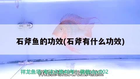 石斧魚的功效(石斧有什么功效) 觀賞魚