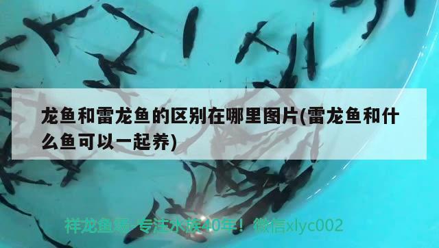 龍魚(yú)和雷龍魚(yú)的區(qū)別在哪里圖片(雷龍魚(yú)和什么魚(yú)可以一起養(yǎng))