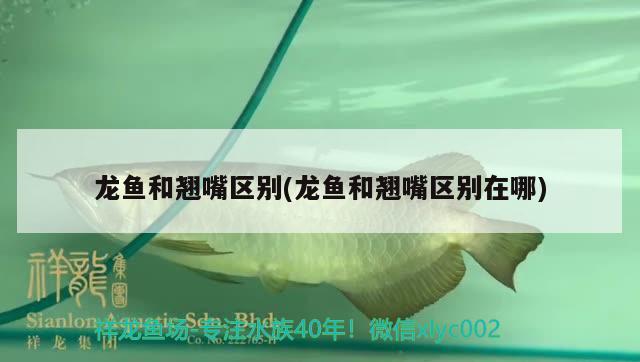 龍魚(yú)和翹嘴區(qū)別(龍魚(yú)和翹嘴區(qū)別在哪) 杰西卡恐龍魚(yú)