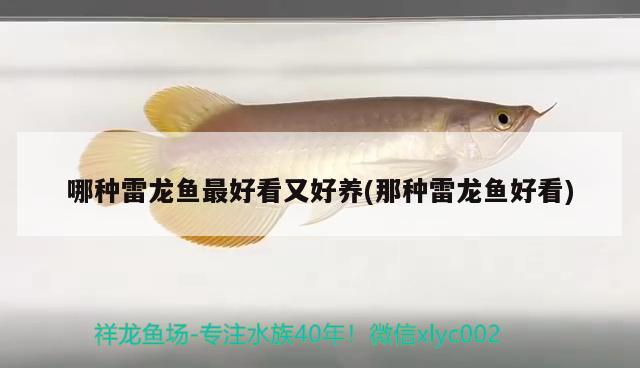 哪種雷龍魚最好看又好養(yǎng)(那種雷龍魚好看)