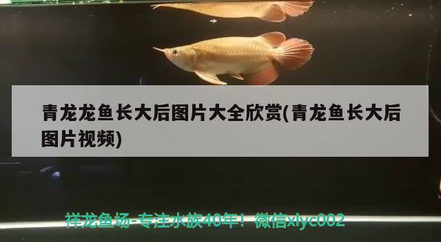 青龍龍魚長(zhǎng)大后圖片大全欣賞(青龍魚長(zhǎng)大后圖片視頻)