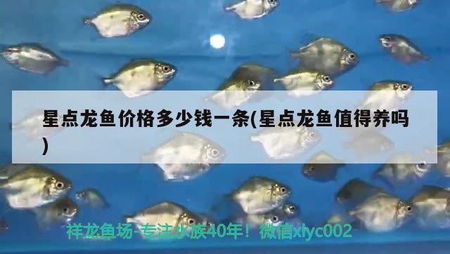 星點(diǎn)龍魚價(jià)格多少錢一條(星點(diǎn)龍魚值得養(yǎng)嗎) 觀賞魚