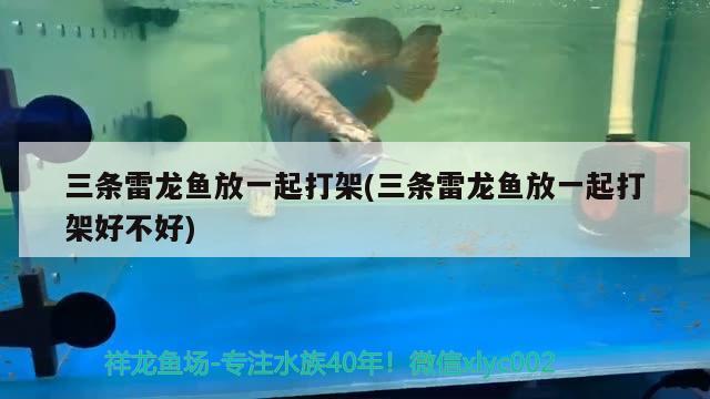 三條雷龍魚放一起打架(三條雷龍魚放一起打架好不好)