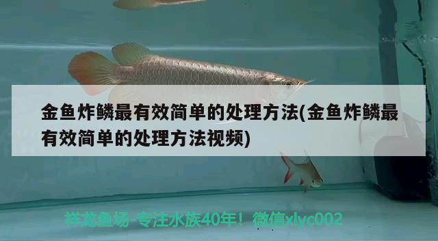 金魚炸鱗最有效簡單的處理方法(金魚炸鱗最有效簡單的處理方法視頻) 觀賞魚