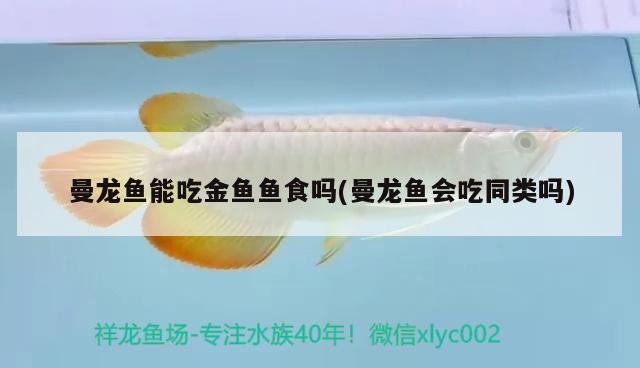 曼龍魚(yú)能吃金魚(yú)魚(yú)食嗎(曼龍魚(yú)會(huì)吃同類(lèi)嗎) 黑桃A魚(yú)