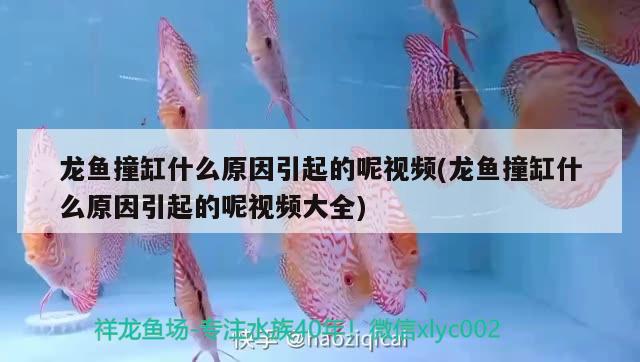 龍魚撞缸什么原因引起的呢視頻(龍魚撞缸什么原因引起的呢視頻大全)