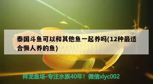 泰國斗魚可以和其他魚一起養(yǎng)嗎(12種最適合懶人養(yǎng)的魚) 泰國斗魚