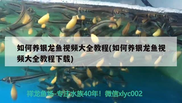 如何養(yǎng)銀龍魚視頻大全教程(如何養(yǎng)銀龍魚視頻大全教程下載) 銀龍魚百科 第2張