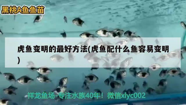 虎魚變明的最好方法(虎魚配什么魚容易變明)