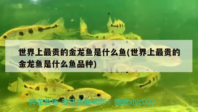 世界上最貴的金龍魚是什么魚(世界上最貴的金龍魚是什么魚品種)