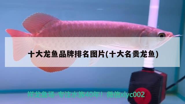 十大龍魚品牌排名圖片(十大名貴龍魚) iwish愛唯希品牌魚缸