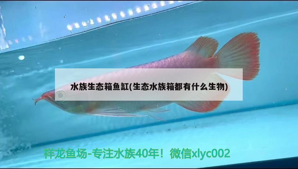 水族生態(tài)箱魚缸(生態(tài)水族箱都有什么生物) 魚缸/水族箱